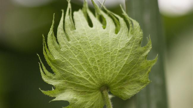  1ο Πανελλήνιο Συνέδριο για το βαμβάκι στη Λάρισα