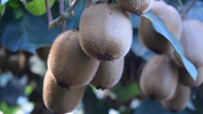 ΕΔΟΑ: Ζητά αυστηρούς ελέγχους για πρόωρες κοπές και παράνομη διακίνηση ακτινιδίων