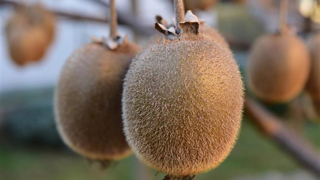 Ειδικές οδηγίες λίπανσης Ακτινιδίου