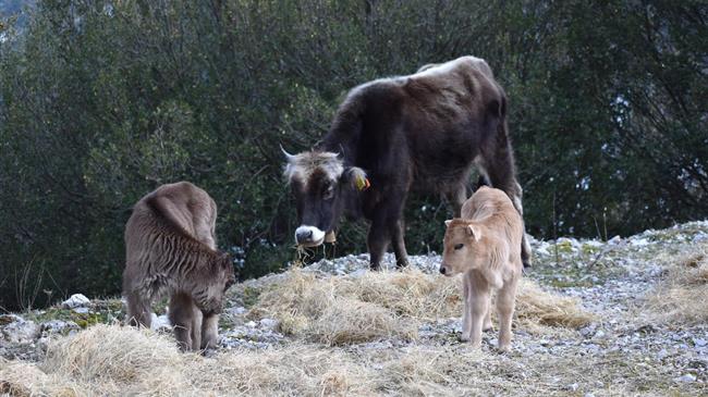 Εκτατική Κτηνοτροφία, ΤΕΛΟΣ