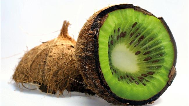 Συγκομιδή ακτινιδίων