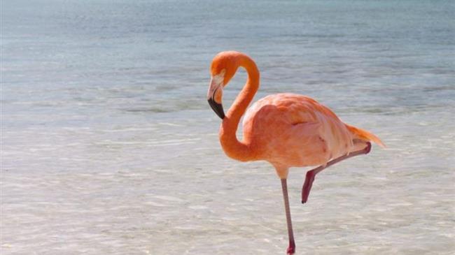 «Birdwatching» στη Λέσβο