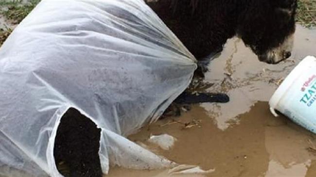 Σοκ από τον θάνατο γαϊδουριού που βρέθηκε δεμένο μέσα σε λάσπες