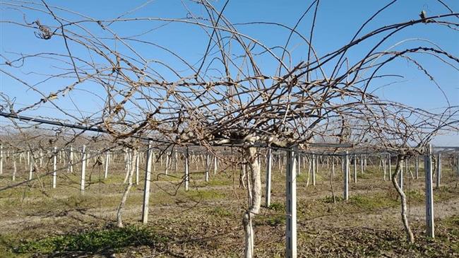 Μετα-συλλεκτική αντιμετώπιση παθογόνων στο ακτινίδιο