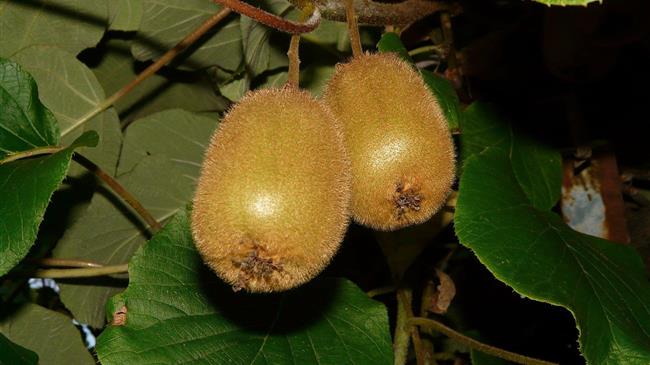 Πολυχρονάκης:  Ζητούνται αυστηροί έλεγχοι στις εξαγωγές ακτινιδίων