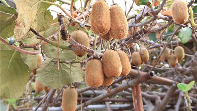 Ρεκόρ όλων των εποχών καταγράφουν οι εξαγωγές ακτινιδίων