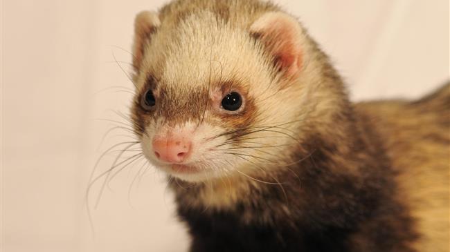  Ένα κουνάβι προκάλεσε «μπλακ αούτ»