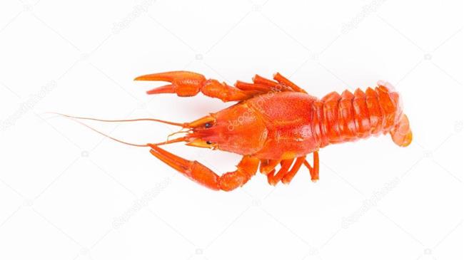  Ήπειρος: Απαγορευτικό σε αλιεία καραβίδας 