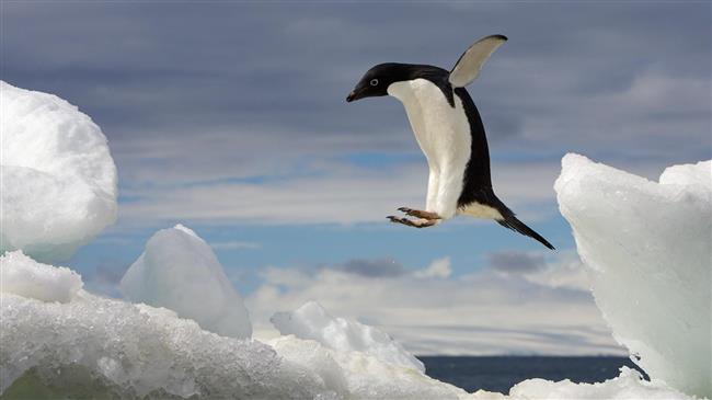 Ανταρκτική: δραματική μείωση των πιγκουίνων