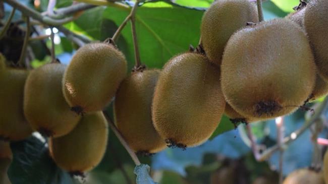 Άρτα: Χαλαζόπτωση προκάλεσε ζημιές στα ακτινίδια