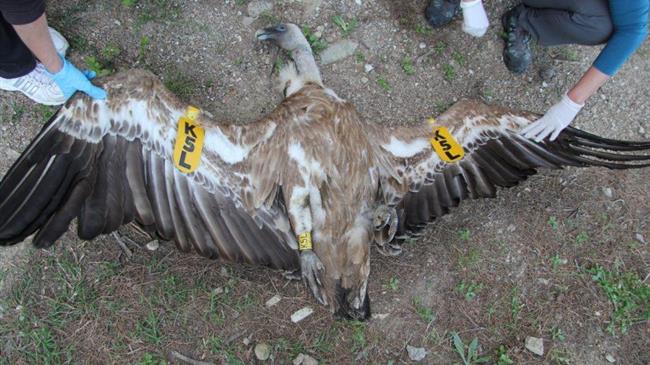 Φυτοφάρμακα: Τι σχέση έχουν τα δηλητηριασμένα δολώματα 