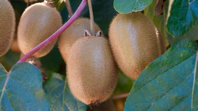 Γ. Πολυχρονάκης: Μη τήρηση ΚΥΑ σε εξαγωγές Ακτινιδίων