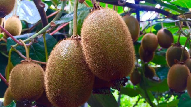 Ισχυρή ζήτηση και θετικά αποτελέσματα στη φετινή ευρωπαϊκή σεζόν ακτινιδίου