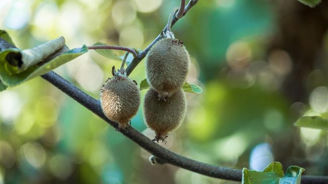 Καλή χρονιά για ακτινίδιο- εσπεριδοειδή