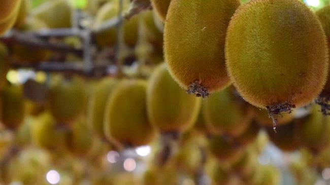 Βέροια: «Έκοψαν νωρίτερα τα ακτινίδια για να κάνουν εξαγωγές»