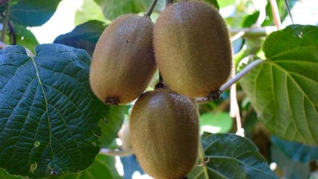 Το ελληνικό ακτινίδιο ταξιδεύει σε όλο τον κόσμο – Νο.2 παραγωγός χώρα παγκοσμίως