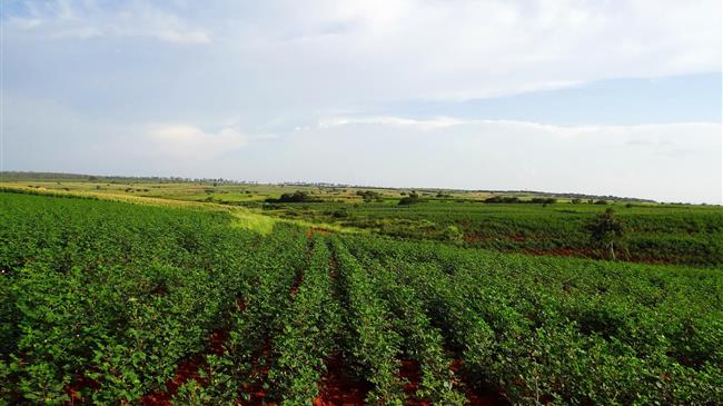 Επέκταση του πιλοτικού προγράμματος της "ευφυούς" καλλιέργειας στους βαμβακοπαραγωγούς