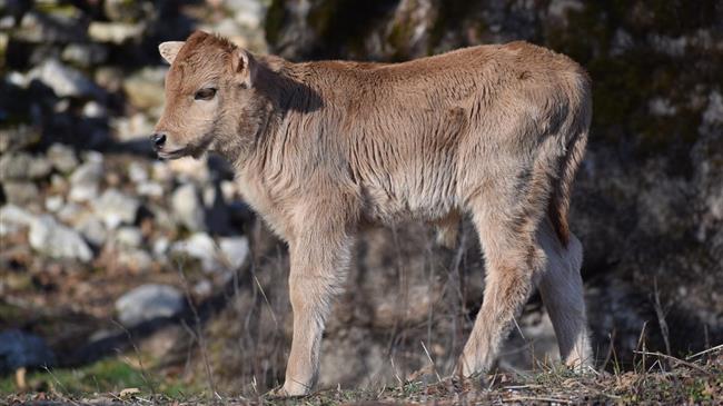 ΟΠΕΚΕΠΕ: Υποβολή παραστατικών συμμόρφωσης για τις αυτόχθονες φυλές
