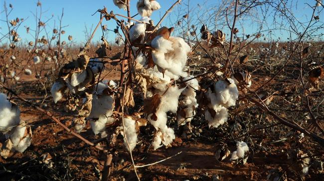 Έκκληση του Συντονιστικού Παραγωγικών Φορέων βάμβακος
