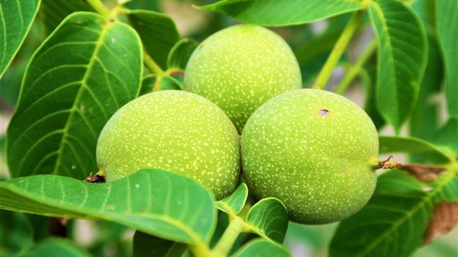 Ροδόπη: Προς δημιουργία ομάδας παραγωγών Καρυδιάς