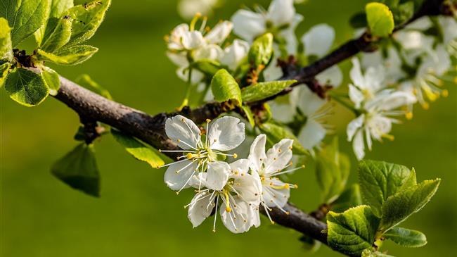 Μονίλια δαμασκηνιάς