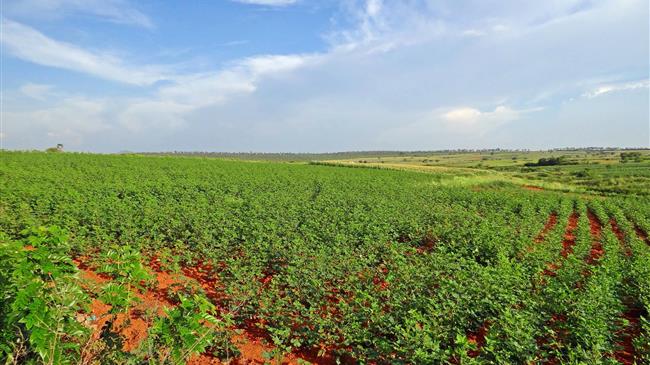 Θ. Χειμάρας: Προς επίλυση το ζήτημα της συνδεδεμένης βάμβακος για την περιοχή της Λαμίας