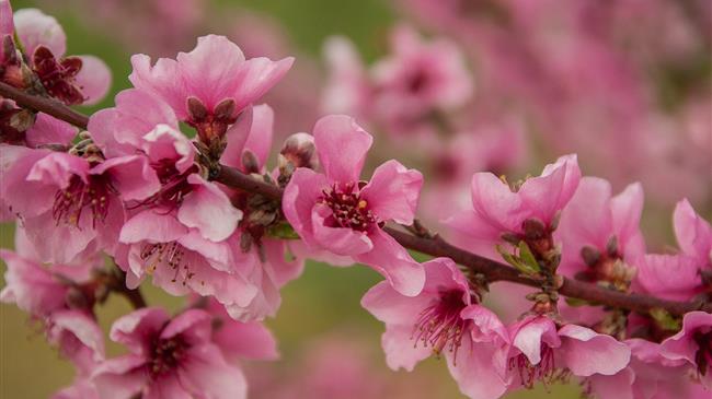 Ασθένειες και Εχθροί των Πυρηνόκαρπων