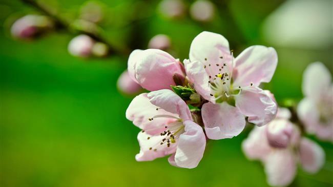Φυτοπροστασία στα πυρηνόκαρπα