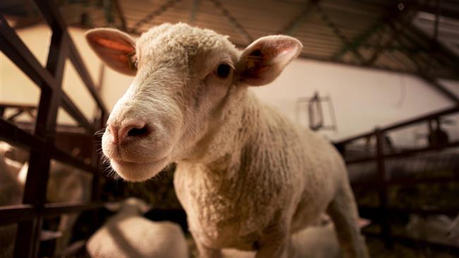 Αίτημα Αρναουτάκη για στελέχωση των Κτηνιατρικών Υπηρεσιών της Κρήτης λόγω ζωονόσων