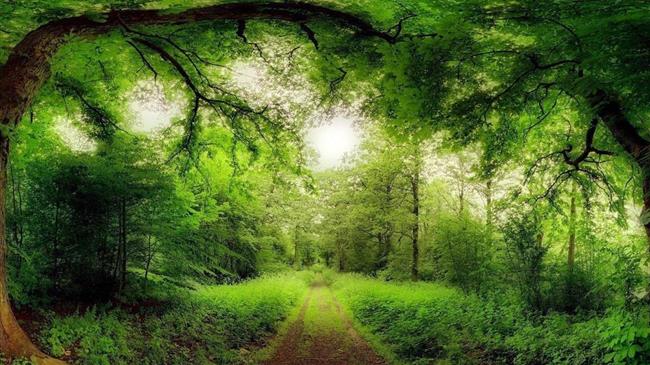 Παγκόσμια Ημέρα της Δασοπονίας