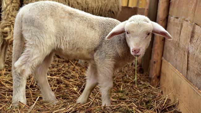 Θεσσαλία: Σημεία απολύμανσης οχημάτων για τον περιορισμό της εξάπλωσης της ευλογιάς