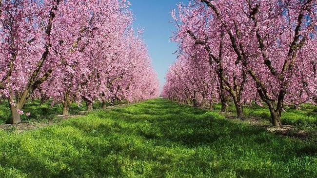 Οι καλλιεργούμενες ποικιλίες βερικοκιάς