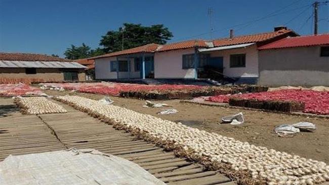 Νέα Βύσσα: Ξεπούλησαν οι παραγωγοί σκόρδου 