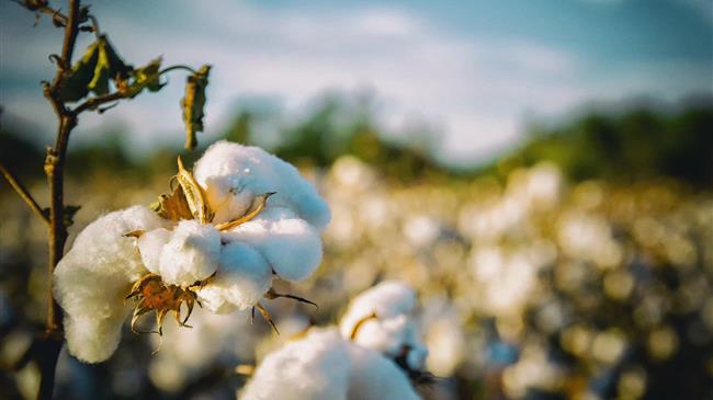 Δελτίο Γεωργικών Προειδοποιήσεων απο την Δ.Α.Ο.Κ. Π.Ε. Έβρου