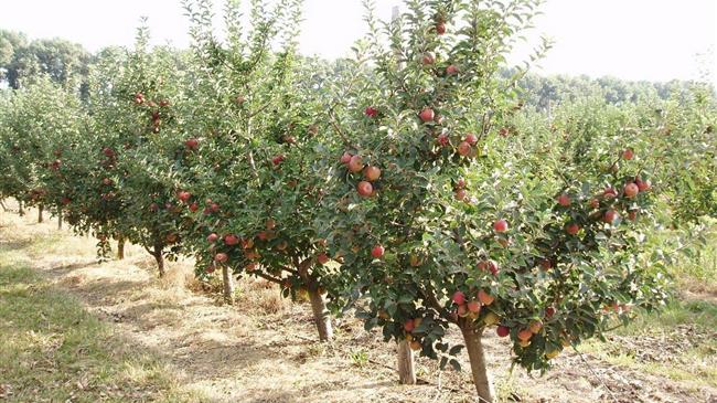 Στο έλεος του Τραμπ τα ελληνικά ροδάκινα και η φέτα