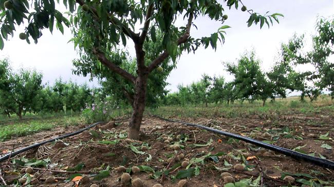 Σε απόγνωση βρίσκονται οι ροδακινοπαραγωγοί της Πέλλας