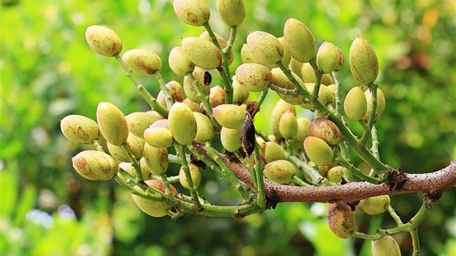 Οι πιο σημαντικοί «εχθροί» της φυστικιάς και πώς αντιμετωπίζονται