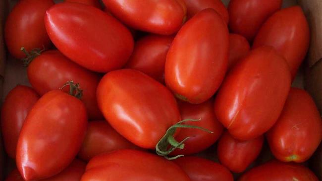 Ντοματόξιδο από ντομάτες της Ιεραπέτρας που πήγαιναν στη χωματερή