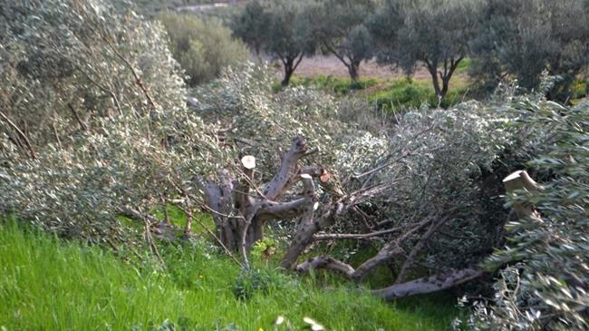 Κίσσαμος:  Άγνωστοι κατέστρεψαν τις ελιές παραγωγού
