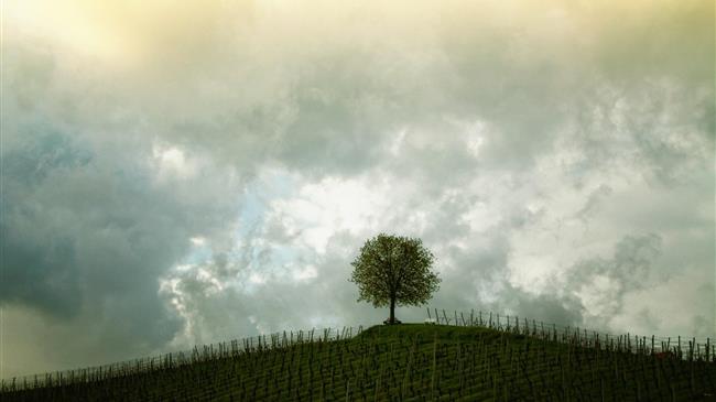 Ν. Αγχιάλος: Χαλαζόπτωση έπληξε αμπέλια και ελαιόδεντρα