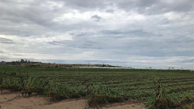 «Επείγει» η χρηματοδότηση των εκριζώσεων, απόσταξης και της ιδιωτικής αποθεματοποίησης για τους Γάλλους