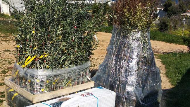 Διανομές φυτών για τις αυλές των σπιτιών  στο Κόκκινο Λιμανάκι Ραφήνας