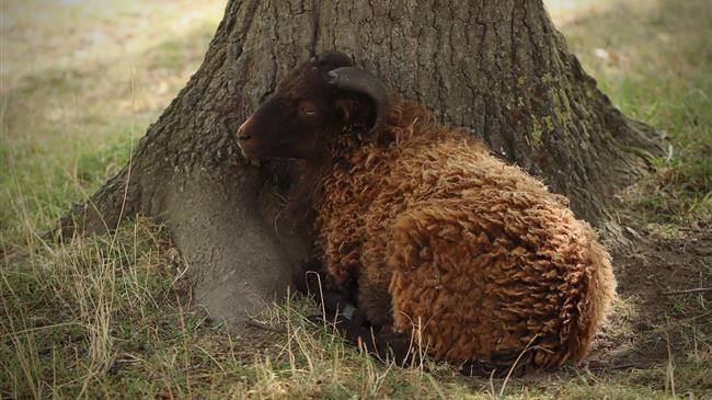 ΑΚΚΕΛ: Εμβολιασμός αντί θανάτωσης