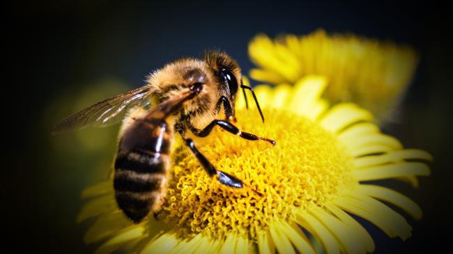 Μέλισσες: Ακόμα και τα έντομα μπορούν να κατανοήσουν το μηδέν!