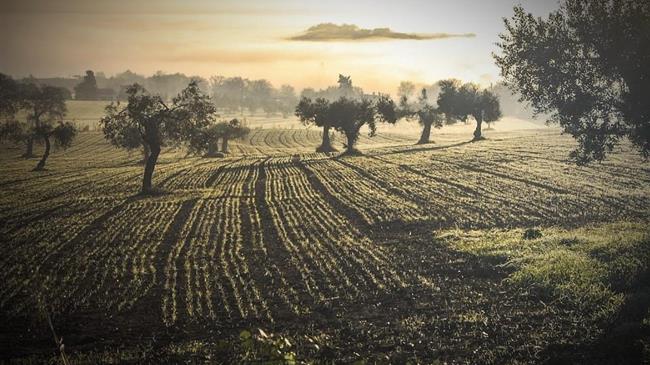 Ισπανία: Το σχέδιο της κυβέρνησης για την στήριξη  των τιμών των αγροτικών προϊόντων