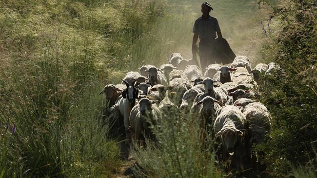 Μειωμένος ο πληθυσμός ζώων της Ε.Ε για το 2018
