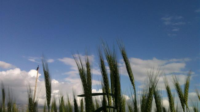 Κορωναίος: Πώς επηρεάζεται η αγορά σιτηρών;