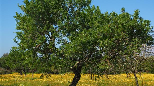 Σύμπραξη για έξυπνα αγροκτήματα Βιολογικής Ελιάς & καινοτόμα προϊόντα