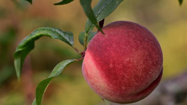 Αποζημιώσεις μέσω de minimis σε ροδάκινα, βερίκοκα και νεκταρίνια