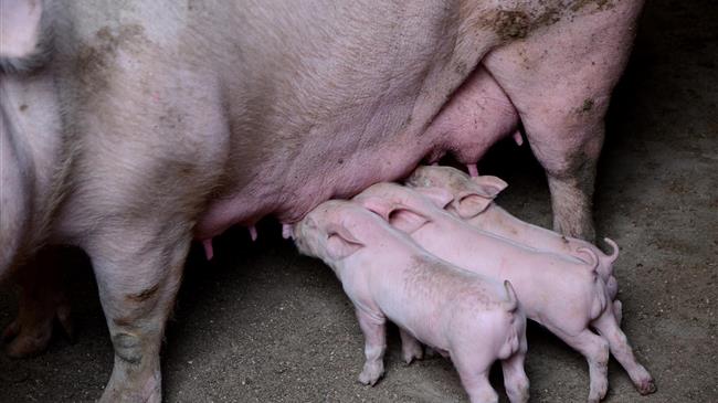 Αμυράς: Θωράκιση του ζωικού κεφαλαίου της χώρας από την Αφρικανική Πανώλη των Χοίρων